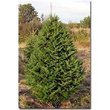Balsam Fir Christmas Tree - 6-7 foot